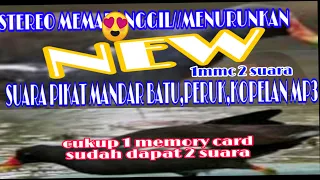 Download SUARA PIKAT MANDAR BATU,PERUK,KOPELAN STEREO TERBARU MP3