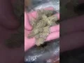 Act Fast Bulk THCA Hemp Pounds Rock Bottom Wholesale Prices