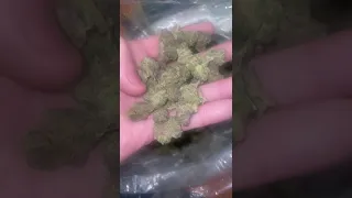 Act Fast Bulk THCA Hemp Pounds Rock Bottom Wholesale Prices