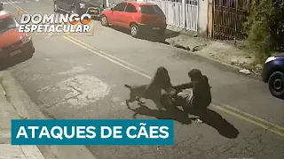 Casos de ataques de pitbulls destacam responsabilidade dos tutores; entenda