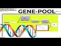 Rhino Grasshopper Gene-pool component quick tip