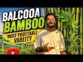 Most Profitable Bamboo Variety Balcooa Bamboo Farming Guide Wholesale Nursery Tour