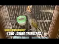 Download Lagu TAK TERDUGA‼️FAKTA MENARIK BURUNG MERBAH YANG JARANG DISOROT‼️@KangarifPantau