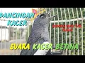 Download Lagu VIRALL⁉️PANCINGAN KACER BETINA ⁉️ KACER JANTAN PASTI TIDAK TAHAN DAN IKUT GACOR ✔️