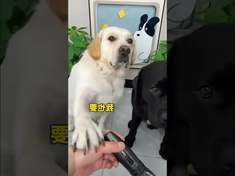 কালুয়ার চুল কাঁটা দিলো 😂⁉️#shorts #fypシ゚viral #fyp #dog