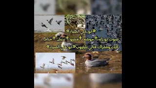 صوت ابو زله جوشم بربش مصو حذاف شتركو بالقناه اكسبلور لايك اشتراك بالقناه ليصلك كل جديد 