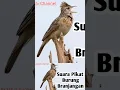 Download Lagu Suara Pikat Burung Branjangan