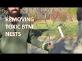 DeLeaves - Browntail Moth Nest Removal