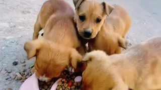 Alimentando cachorritos abandonados y perros con desnutrición en las calles. 