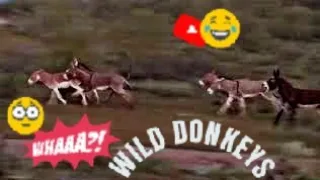 wild donkeys breeding fighting and running 