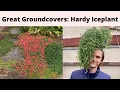 Great Groundcovers HARDY FLOWERING ICE PLANT Delosperma spp