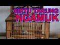 Download Lagu Cipoh Tarung Ngamuk, Jadikan Sirtu Diam Ikut Emosi Saat Mendengarnya