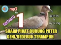 Download Lagu suara pikat burung dederuk/puter geni hutan #suarapikat
