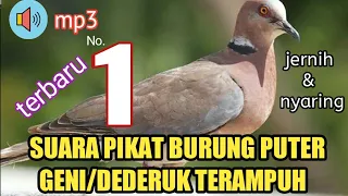 suara pikat burung dederuk puter geni hutan suarapikat