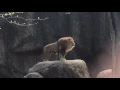 Download Lagu Epic Lion Roar at Lincoln Park Zoo