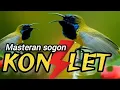 Lagu MASTERAN SOGON KONSLET📍Masteran Sogon Viral Tahun ini#sogon