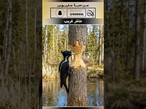 طائر غريب