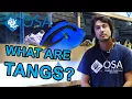 What Are Tangs? | What is a Fish with Taras