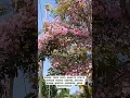 Download Lagu BUNGA TABE BOYA HAMPIR MIRIP DGN BUNGA SAKURA.KETIKA BUNGA MUNCUL,DAUNNYA AKAN BERGUGURAN #sakura