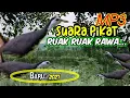 Lagu Suara pikat ruak ruak rawa sangat jitu langsung rame..