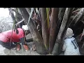 Download Lagu hujan deras pagi hari!!!Bikin geleng geleng kepala//gabus berdiri dipohon nipah