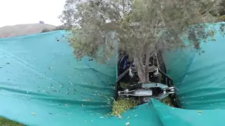 كيف يتم قطف الزيتون في تركيا 