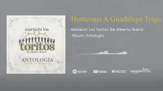 Download Homenaje A Guadalupe Trigo - Mariachi Los Toritos De Alberto Ibarra MP3