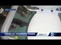 Up to 87 cats removed from Hales Corners home none survive