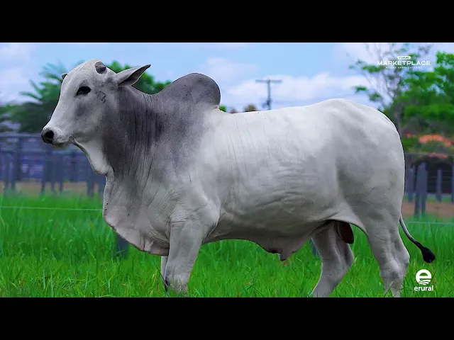 Touro Nelore MLML - 2100