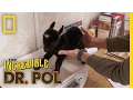 The Littlest Pygmy Goat The Incredible Dr Pol