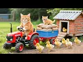 Kitten Helps Mama Cat Build a New Home for Ducklings A Peaceful Healing Story 🐾🐱🐤🏡