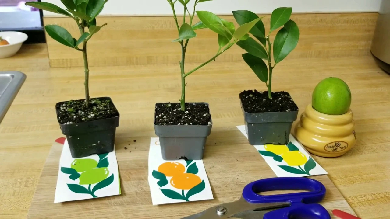 Cómo germinar semillas de Naranja