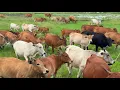 Download Lagu Video Menggiring Sapi Lembu Berkeliaran menyusuri Padang Rumput yang luas dan diiringi suara sapi