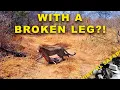 Download Lagu Hoe doet ze dat met een gebroken been? | Virtuele Safari #285