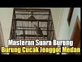 Download Lagu Masteran Suara Burung | Burung Cucak Jenggot Medan