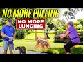 Fix Leash PULLING LUNGING TODAY