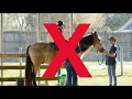 Down Syndrome Therapy Are You Choosing the Wrong Horse