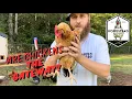 How Owning Chickens Changed EVERYTHING For Me