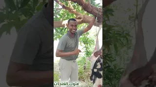 شغل مختلف مع ملوك الغنجات