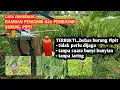 Download Lagu cukup mudah cara membasmi hama burung Pipit pada tanaman padi