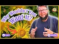 Download Lagu Why Herbalists Love Elecampane (And You Should Too!)