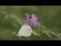 30 mins morning wake up piano music with birds water sounds make you Refreshing and energetic