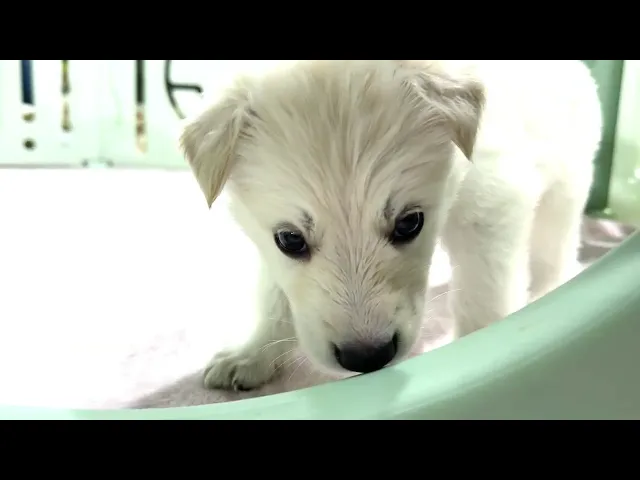 動画