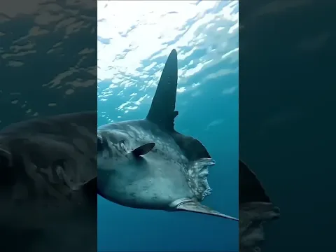 Esse é o peixe lua #curiosidades