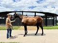Farm Visit July - Bolt s Broad in foal to Arabian Knight