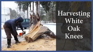 Acorn to Arabella – Journey of a Wooden Boat – Episode 95: Harvesting White Oak Knees
