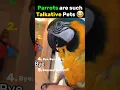 Download Lagu These parrots dont stop talking 🦜🗣#parrot