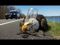 Download Lagu The Man Who Rescued a Bald Eagle Trapped by the Roadside in the Forests of Alaska