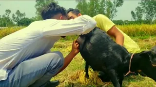 Two Boys Are Forced To Drink Goat S Milk 