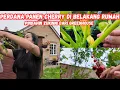 Download Lagu Perdana panen cherry  di kebun sendiri || Mindahin zukinni.